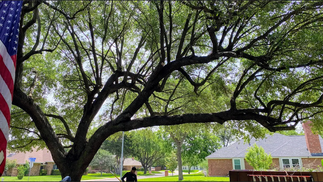 Tree Ops crew working on massive live oak, American flag, Arlington TX