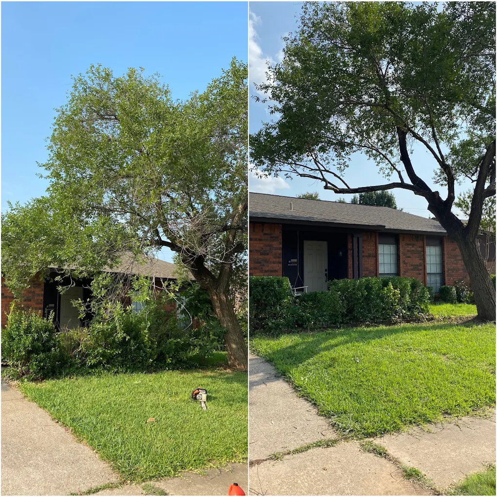 Before and after overgrown tree cleared and trimmed Arlington