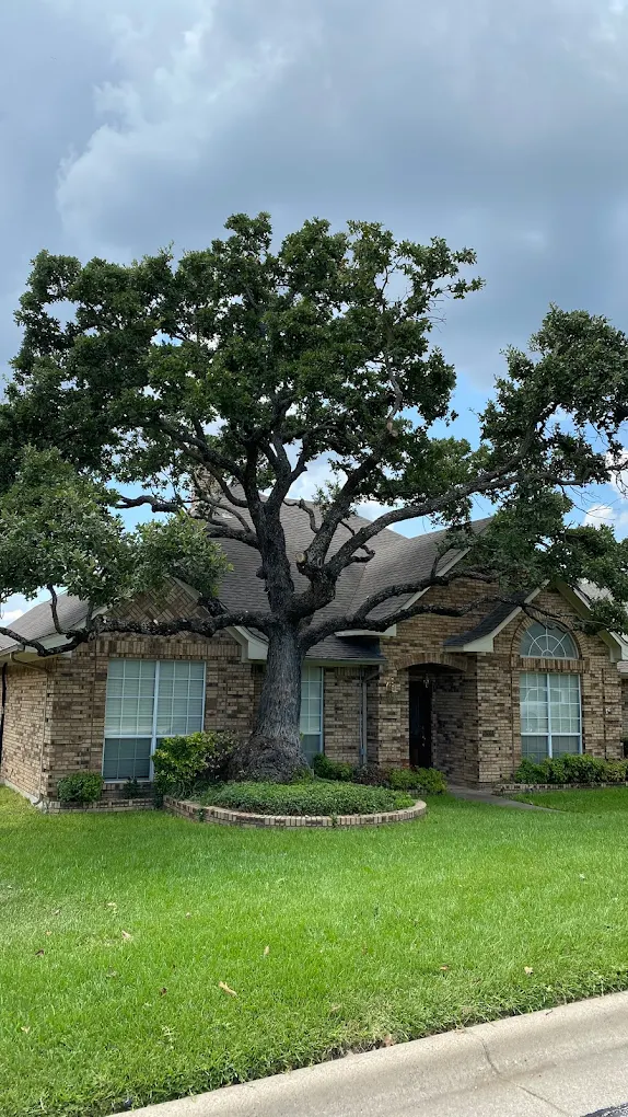 Large oak tree canopy after Tree Ops trimming, Arlington TX