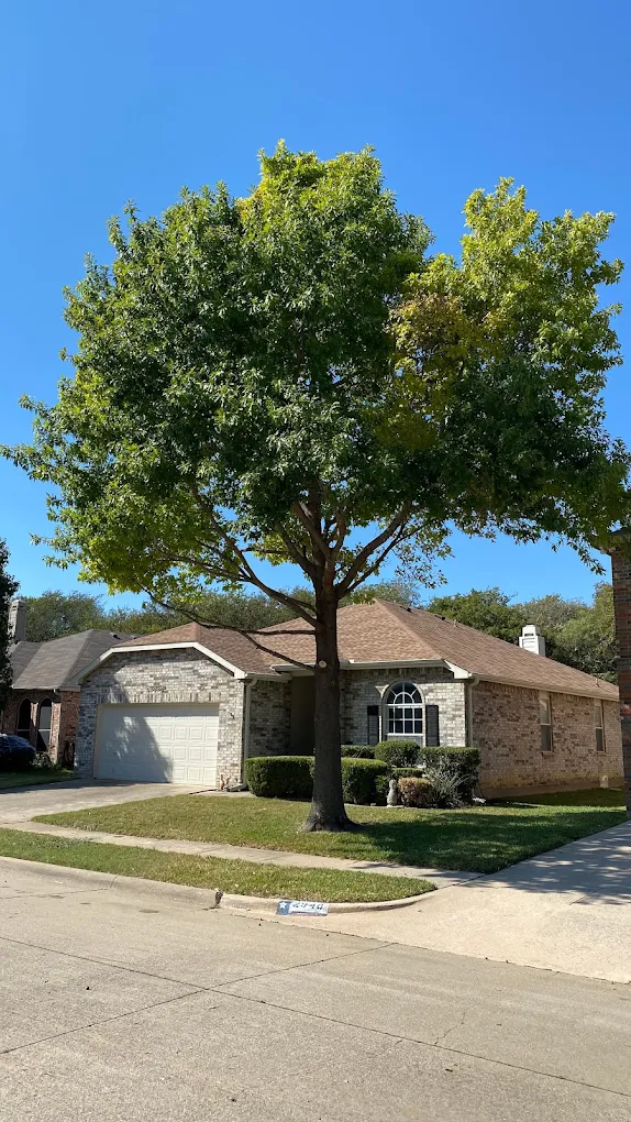 Clean single tree after professional trimming Arlington TX