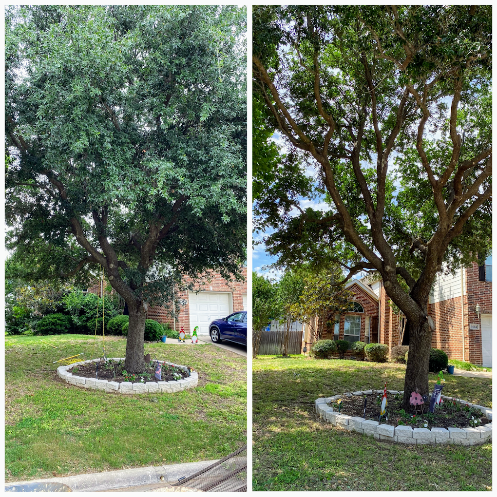 Before and after front yard tree trim Arlington TX