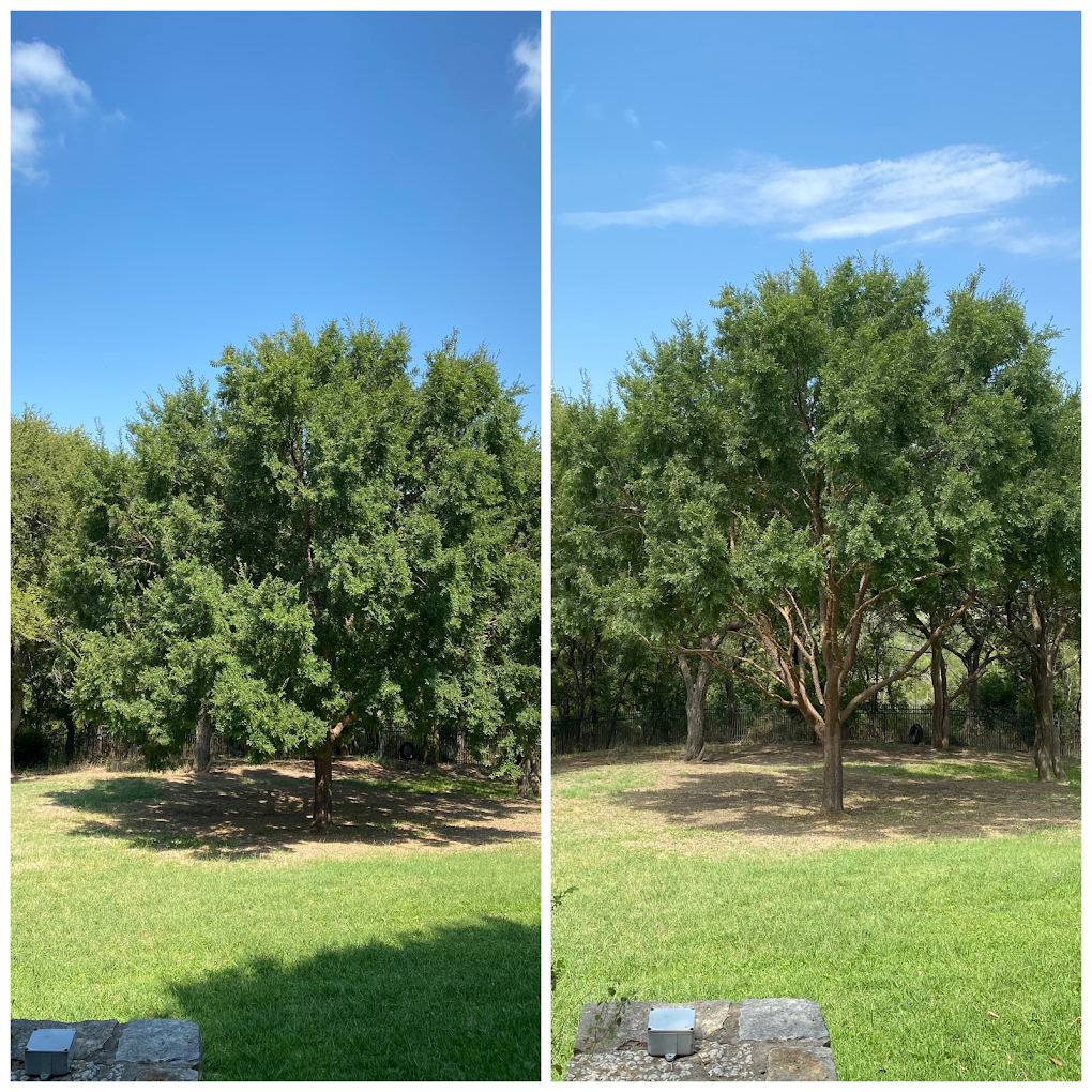 Before and after canopy lift tree service DFW